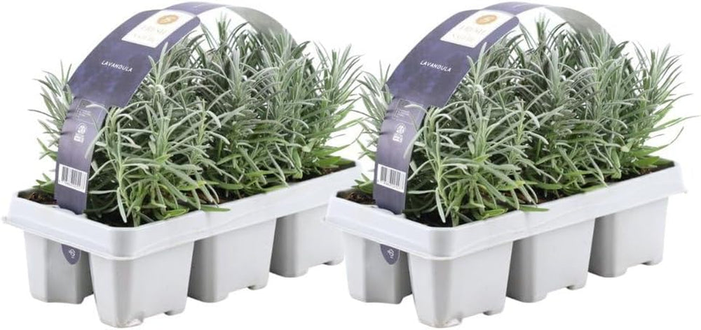 Plants by Frank | 24 Blauer Duft-Lavendel Pflanzen | Lavendel Angustifolia | Echter Lavendel Pflanze Winterhart Mehrjährig | Lavendelstrauch | Gartenpflanzen | 24 X Ø7 Cm - 15 Cm