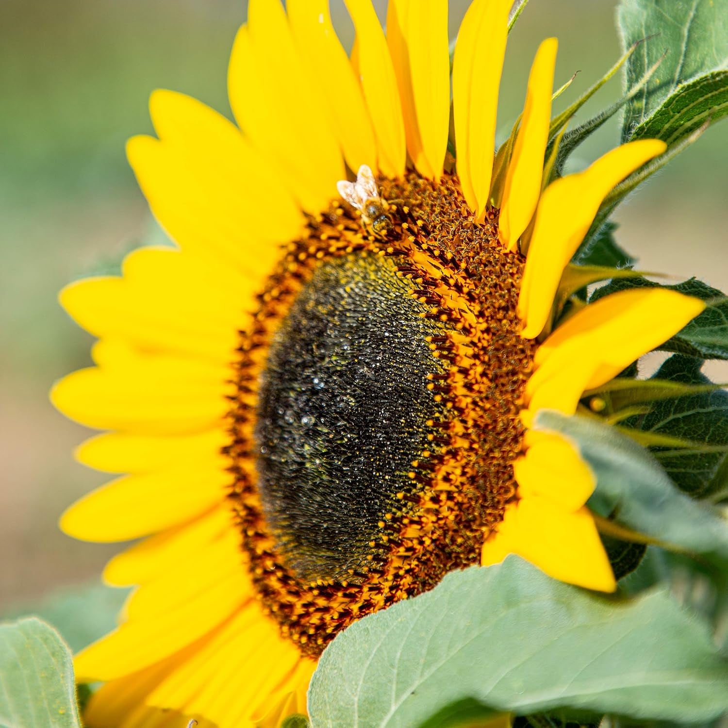 Graines de tournesol Discus jaunes (Helianthus annuus) : graines de tournesol de qualité supérieure, graines de tournesol pour la culture d'environ 20 plantes de tournesol – graines de fleurs respectueuses des insectes de OwnGrown