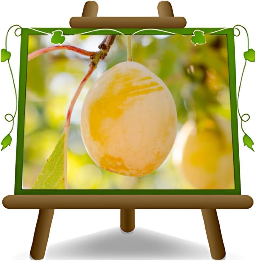 Regina Pflaumen Claudia Gialla - Obstpflanze Alte Frucht Auf Blumentopf 20 - Baum Max 170 Cm – 2 Jahre Anbau Italien