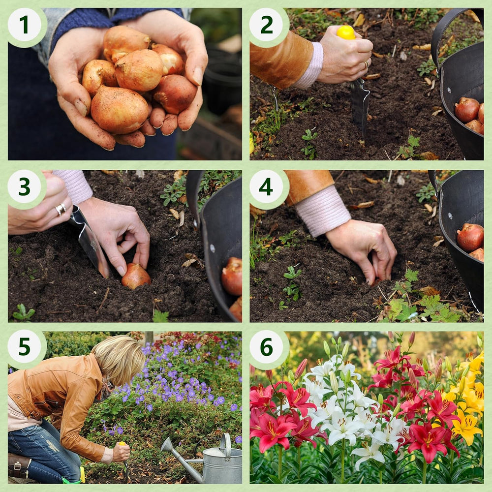 Bulbes de lys géants Collection d'arbres rustiques - Bulbes de fleurs rustiques - Paquet de 15 en 5 variétés et couleurs - Mélange hollandais pour la plantation de jardin (pas de graines, non artificielles)