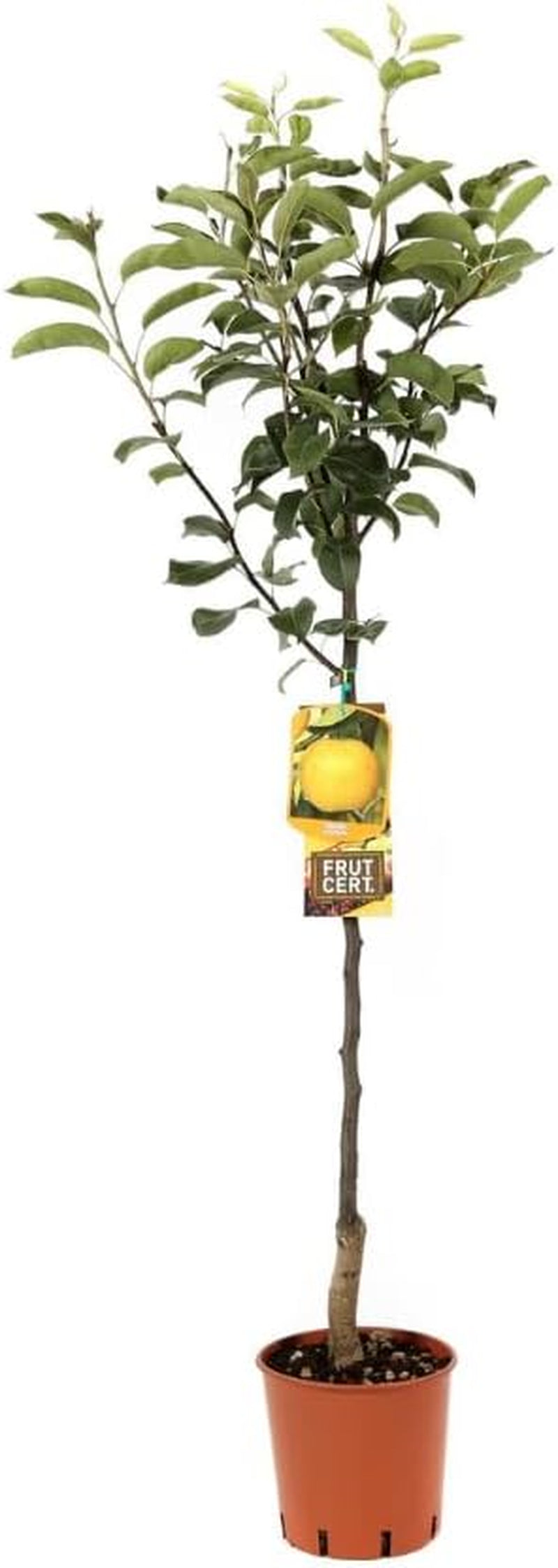 Nashi Kosui- Obstpflanzen Auf Blumentopf Einer Vase Von 20 - Baum Max 170 Cm – 2 Jahre Anbau Italien