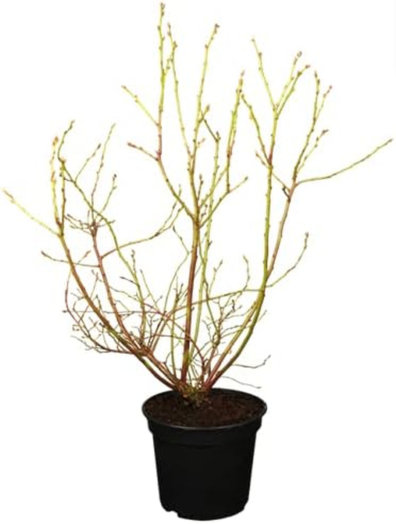 Heidelbeeren Pflanze, Trauben Heidelbeere Blaubeere Vaccinium Corymbosum, Ca. 60Cm Im Topf Gewachsen, Sehr Ertragreiche Sorte, Winterhart