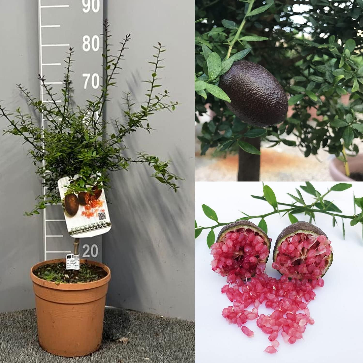 SAVINI VIVAI SAVINI VIVAI Zitronenpflanze, Roter Kaviar, Zitrusbaum, Fingerlimette, Zitronensetzling Im Topf, 20 Cm, Höhe 50–70 Cm, 2 Jahre Veredelung, Hergestellt in Italien