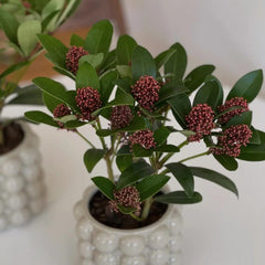 Skimmia, Balkonpflanzen Winterhart Mehrjährig Skimmia Japonica Rubella, Balkonpflanzen Blumensamen Seltene Sträucher Garten 50Samen