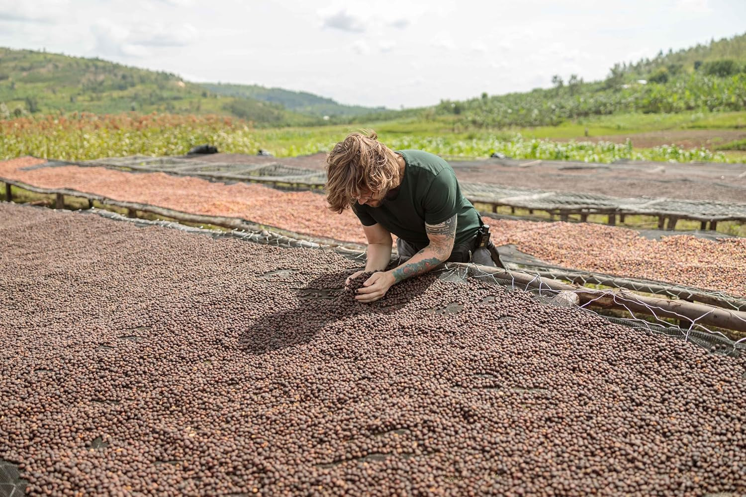 NIK CAFE' – Mélange Classico – grains de café torréfiés. Son Excellence, le robuste. 100% robuste