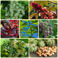 Rizinus, Balkon Zimmerbonsai Rizinussamen, Pflanzensamen Wildkräuter Dekopflanzen Steingartenpflanzen Winterhart 120Samen