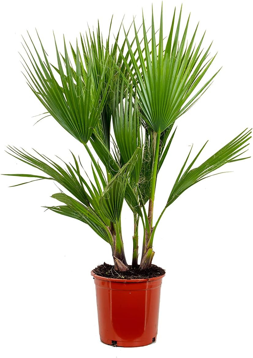 Bloomique - 2Er Set - Washingtonia Robusta - Mexikanische Fächerpalme - Palme - Winterharte Balkonpflanzen - Gartenpflanzen Winterhart - Höhe 80-100 Cm - Topf 21 Cm