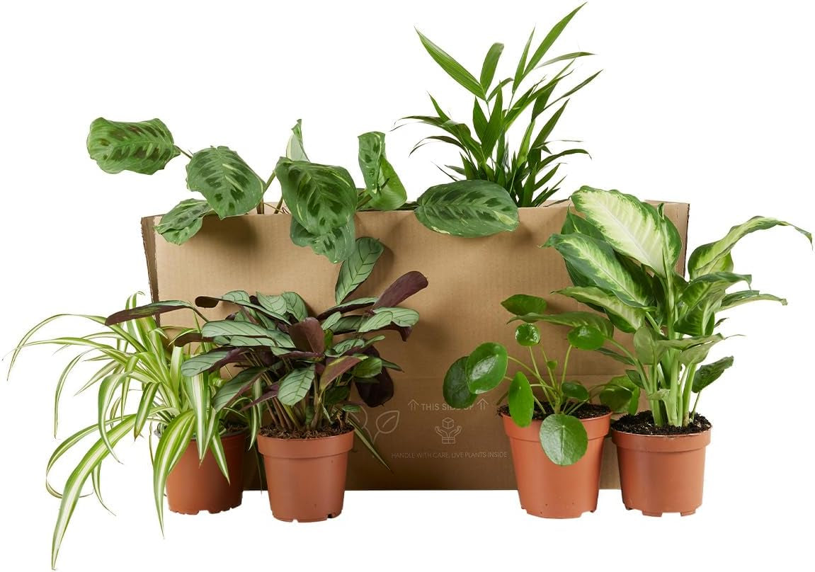 Bloomique - 6Er Set - Pflanzenüberraschung - Grüne Pflanzenmischung - Zimmerpflanzen - Pflegeleicht - Luftreinigend - Höhe 25-50 Cm - Topf 12 Cm