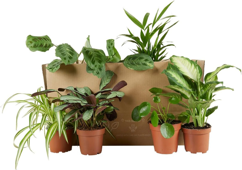 Bloomique - 6Er Set - Pflanzenüberraschung - Grüne Pflanzenmischung - Zimmerpflanzen - Pflegeleicht - Luftreinigend - Höhe 25-50 Cm - Topf 12 Cm