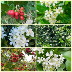 Murraya Exotica, Kräutergarten Kräutersamen, Balkonpflanzen Winterhart Immergrüne Sträucher Nachhaltige Geschenke 250Samen