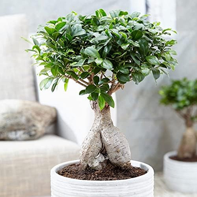 Bloomique - Ficus Ginseng - Bonsai Baum - Zimmerpflanzen - Pflegeleicht - Luftreinigend - Höhe 30-40 Cm - Topf 17 Cm