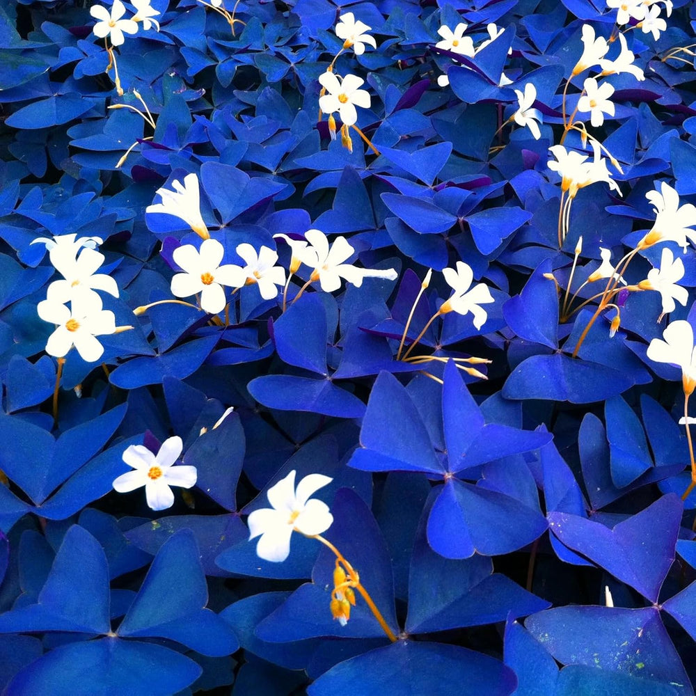 Lebende Pflanzen,Mehrjährige Blumenzwiebel ist winterhart, Winterhart pflanzen, Mysteriöse magische Glühbirne, Blumenzwiebel Mix-4 Oxalis Triangularis Blumenzwiebeln