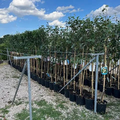 Pfirsiche Pulpa Rote Vigna - Obstpflanze Alte Frucht Auf Blumentopf 20 Baum Max 170 Cm – 2 Jahre Anbau Italien