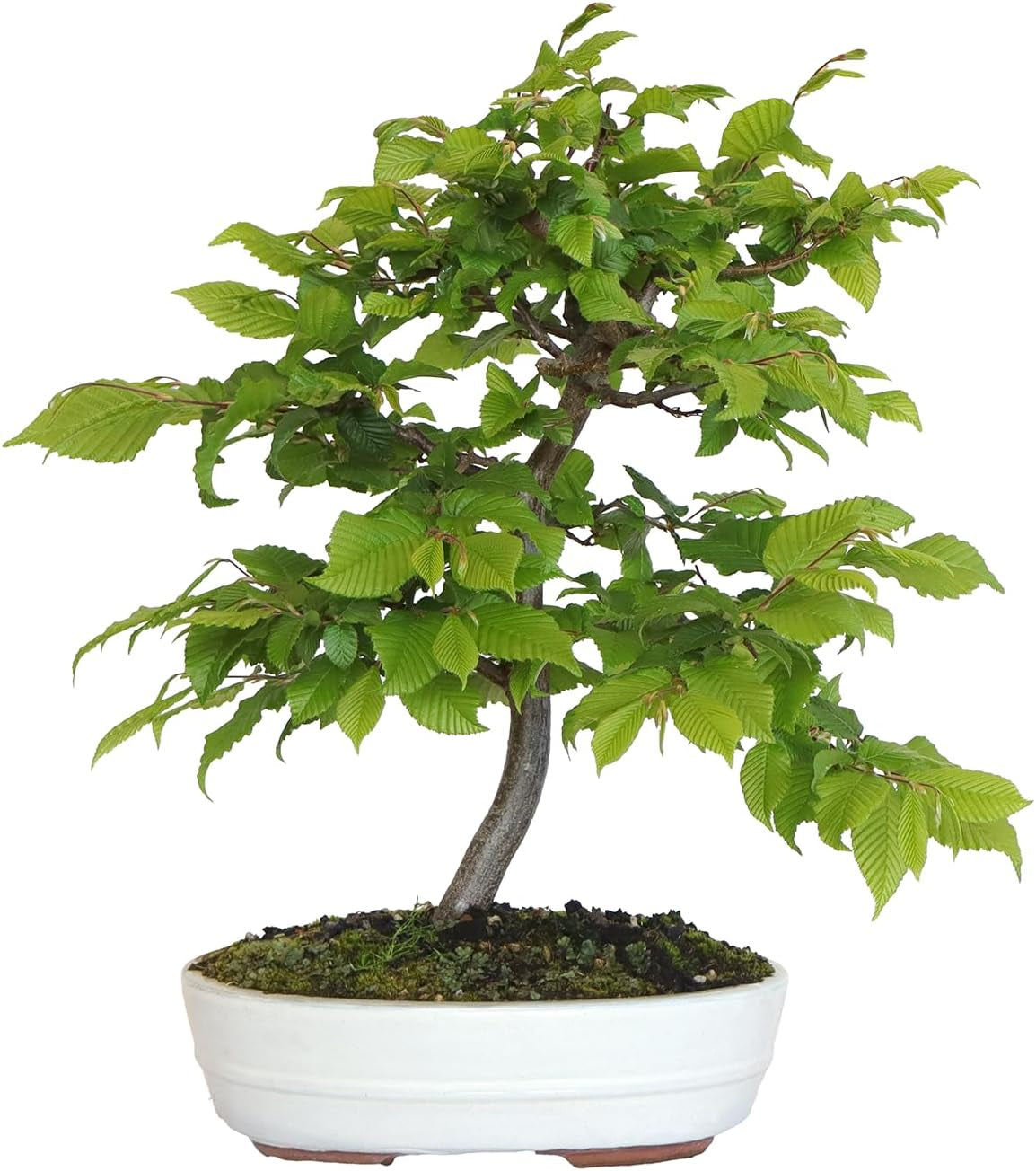 KENTIS - Hainbuche Bonsai - Carpinus Betulus - Echte Zierpflanzen Für Draußen - Garten Balkon Terrasse - H 45/55 Cm Ø 26 Cm
