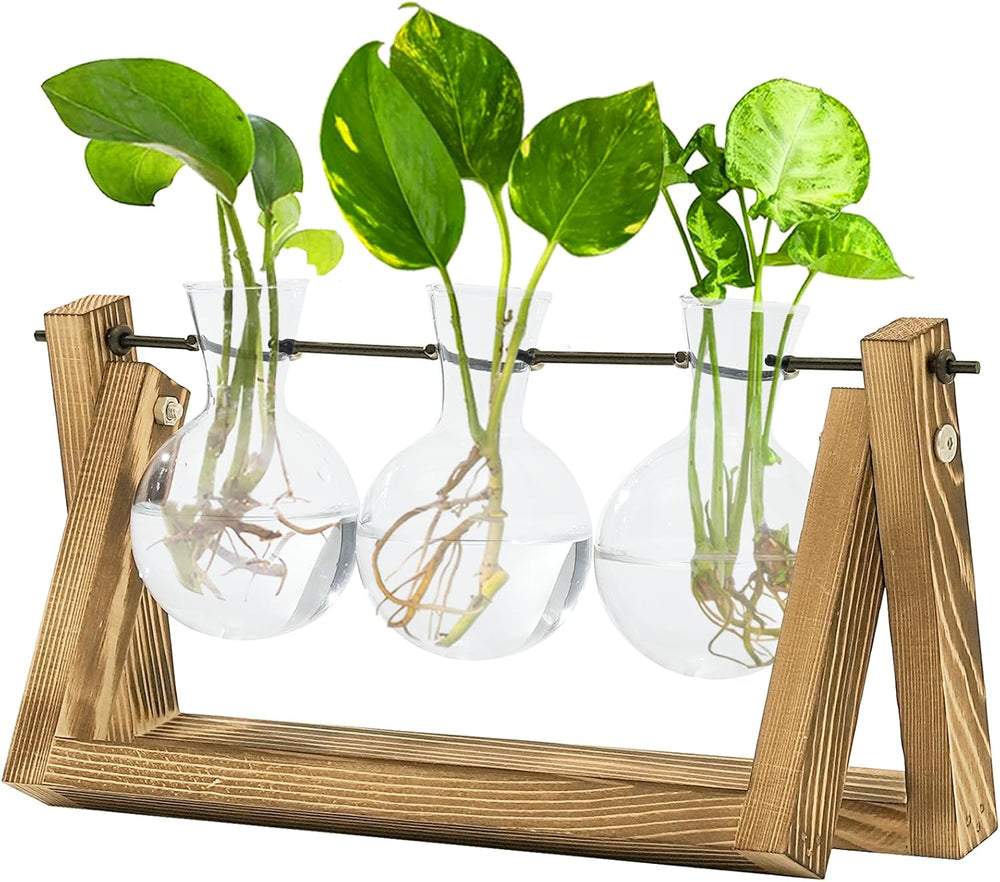 Bamworld Station de propagation hydroponique avec support en bois – 3 vases en verre pour la culture de plantes aquatiques et la décoration de la maison