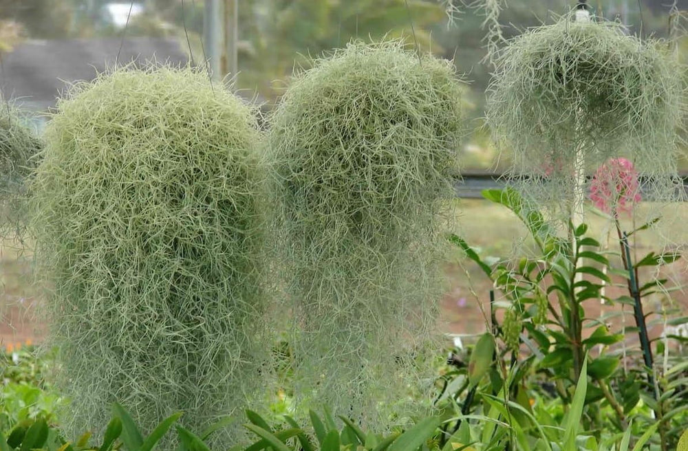 Tillandsia Luft Pflanzen Kollektion Innen Haus Pflanze Blume Für Geschenk Sonder Anlass - Tillandsia Usneoides