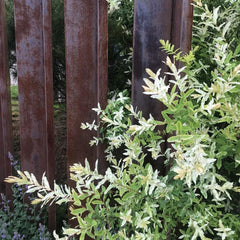 Harlekinweidesamen, Balkonpflanzen Salix Integra, Exotische Baumsamen Gartenarbeit Geschenk Kübelpflanzen Sträucher Winterhart Seltene 300Pcs
