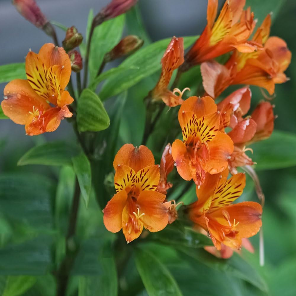 Alstroemeria - Indoor Garten Kräutersamen Hochbeet Balkon Exotische Kletterpflanzen Winterhart Mehrjährig Kräutergarten Stauden Winterhart Mehrjährig Garten 20Samen