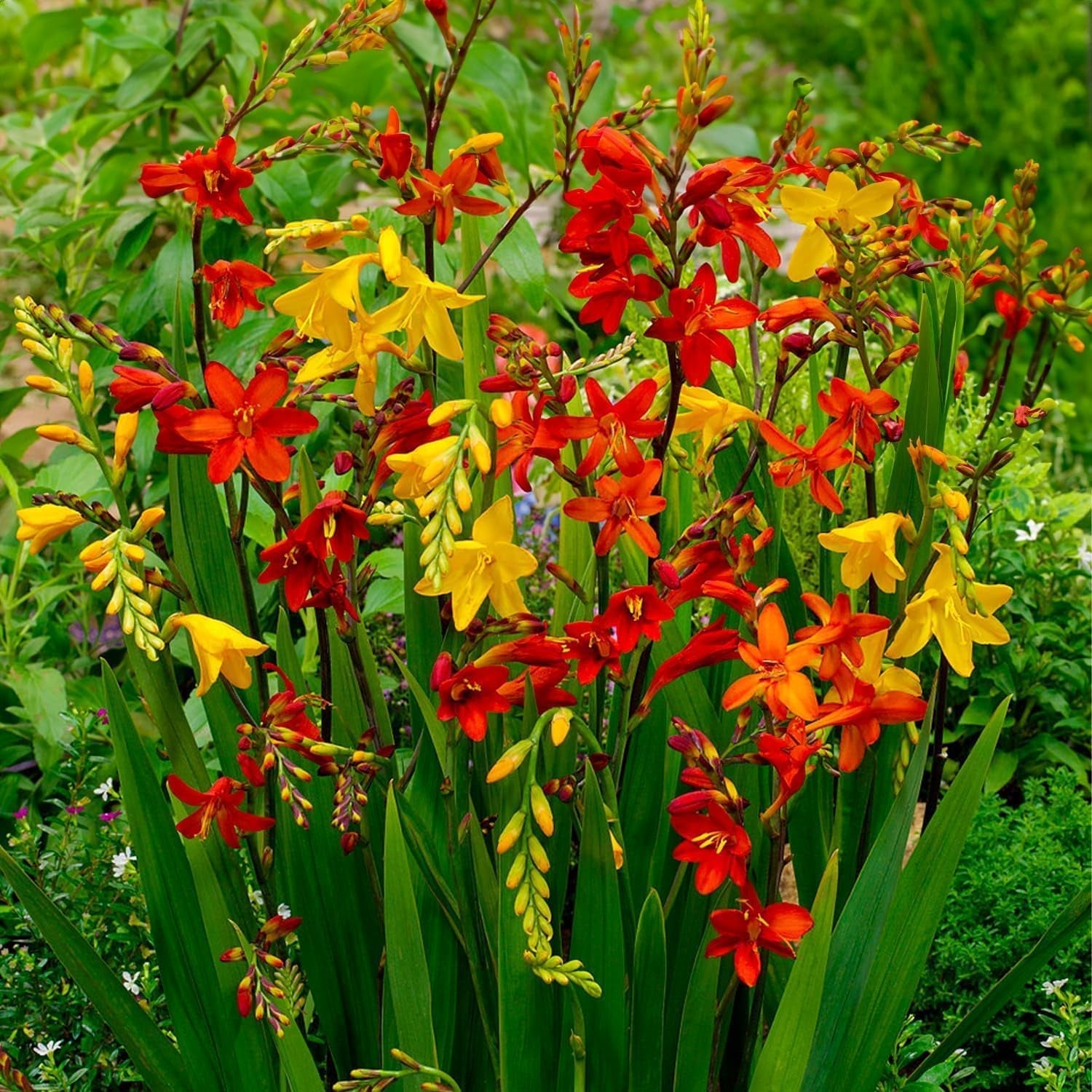 Blumenzwiebeln | Zwiebeln von den besten niederländischen Produzenten | Auswahl und Qualitätskontrolle | Blühgarantie. (15 Crocosmia Mischung)