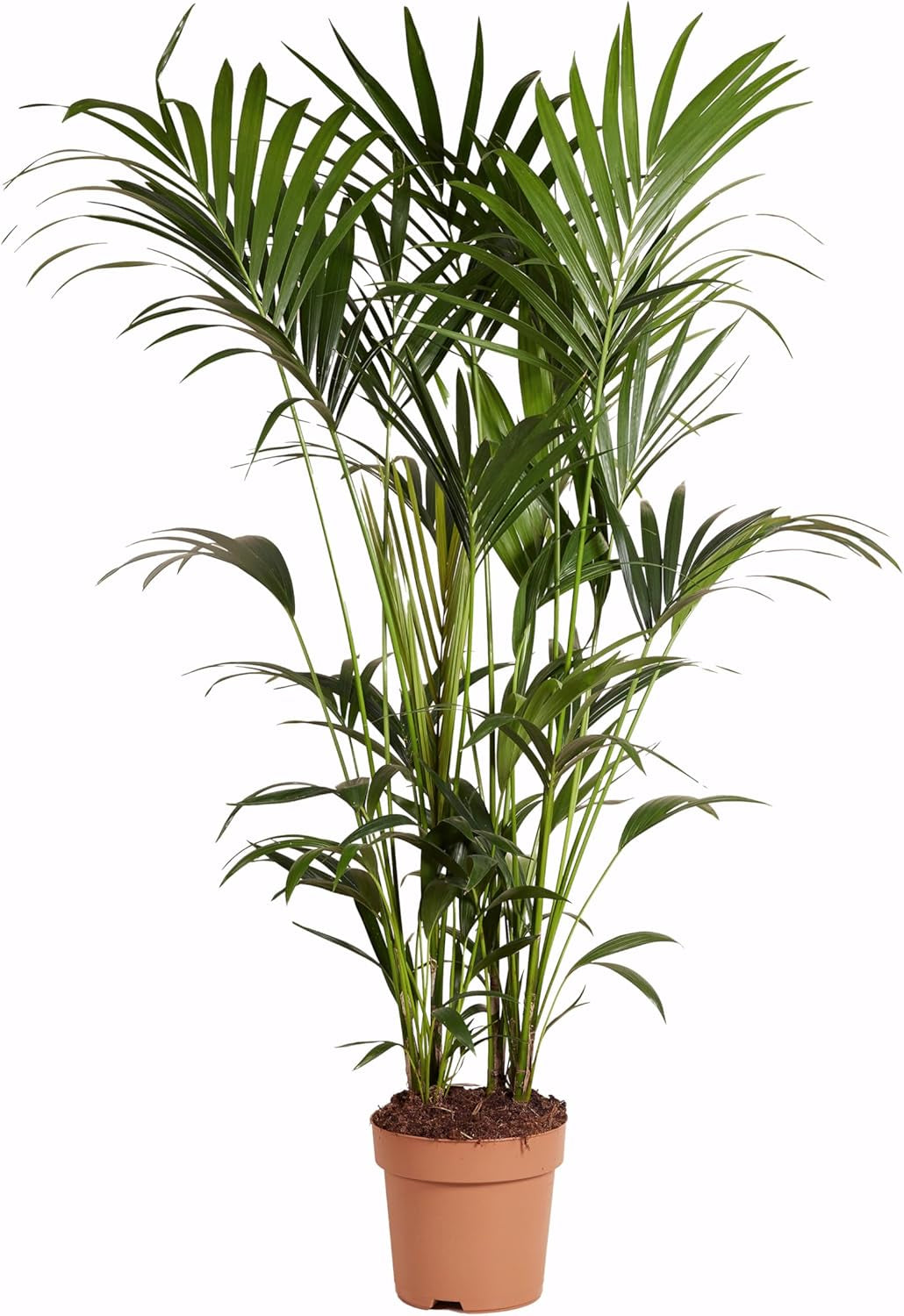 Bloomique - Howea Forsteriana - Kentia Palme - Zimmerpflanzen - Pflegeleicht - Haustierfreundlich - Höhe 90-100 Cm - Mit Rotan Korb 19 Cm