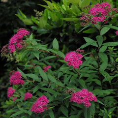 Spiraea, Zimmerbonsai Balkon Bio Winterharte Garten Deko Wohnzimmer 400Samen