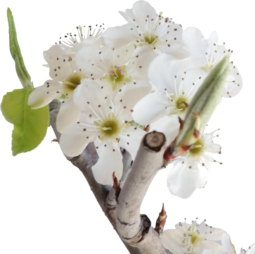 KENTIS - Birnenbonsai - Pyrus Domestica - Echter Dekorativer Freilandbonsai - Echte Obstpflanzen - H 43-50 Cm Topf Ø 21 Cm