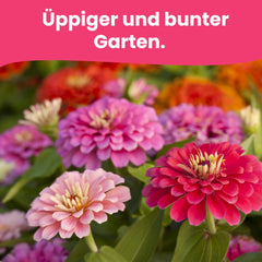 Graines de fleurs LERAVA (12 variétés) - plantes vivaces résistantes à l'hiver - graines de jardin et de balcon - germination rapide pour un semis facile - mélange de fleurs nécessitant peu d'entretien pour une floraison continue