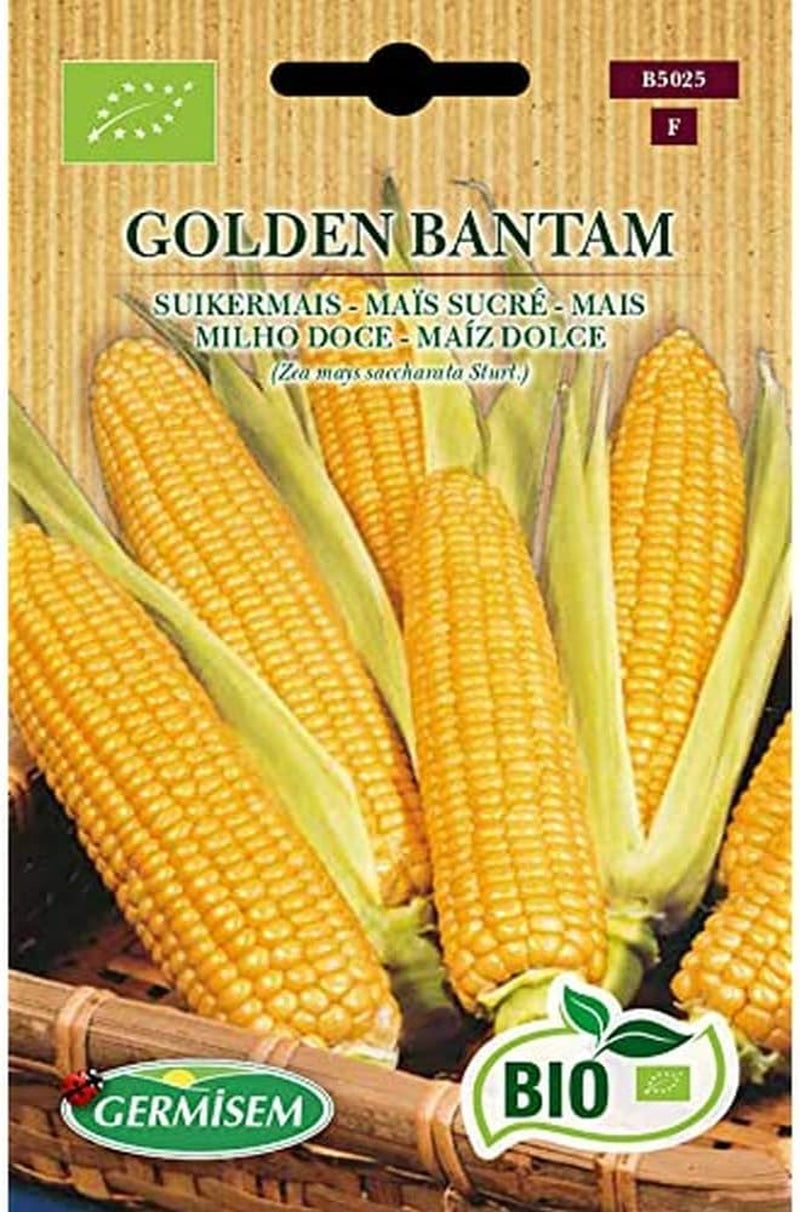 Mais GOLDEN BANTAM, ECBIO5025
