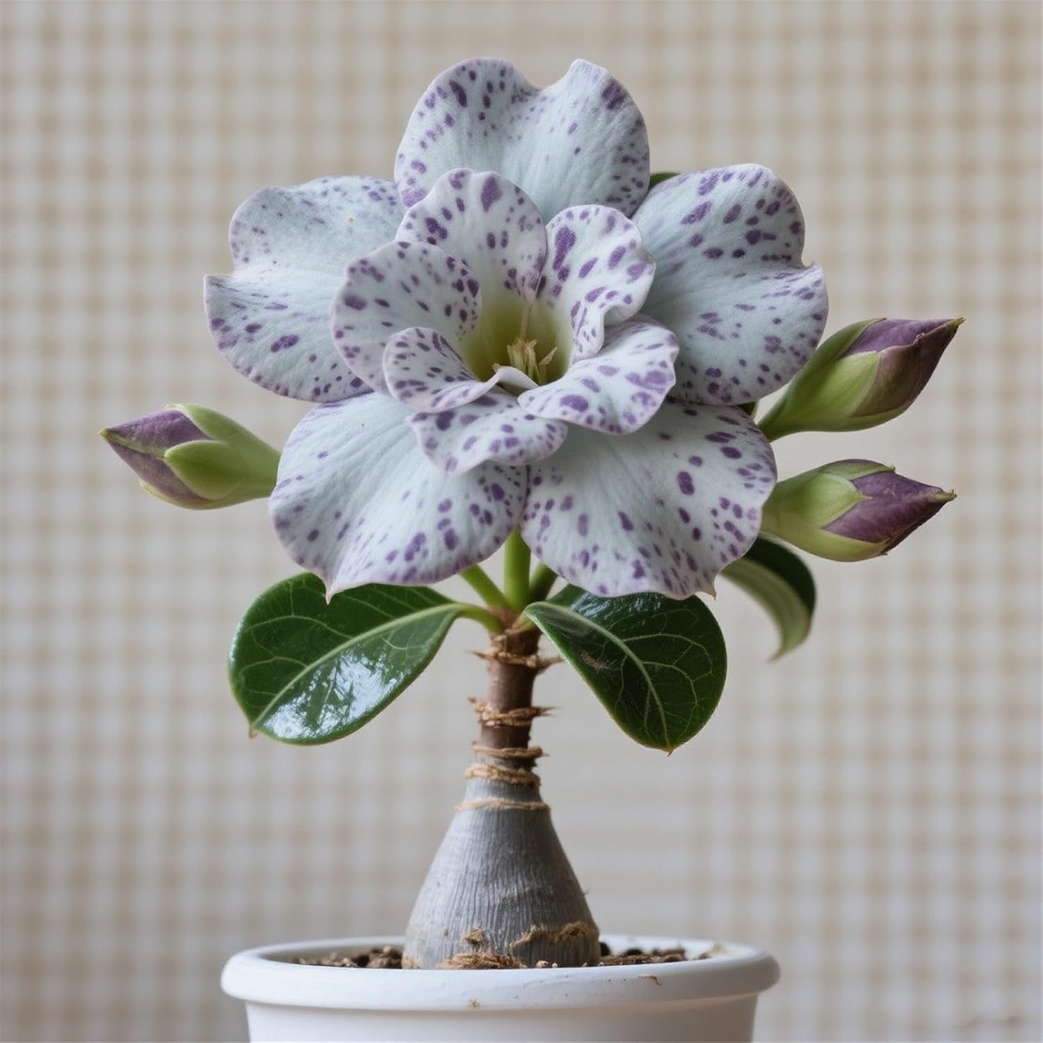 Lebende Pflanzen,Winterhart pflanzen, Mehrjährige Blumenzwiebel ist winterhart, Mysteriöse magische Glühbirne, Blumenzwiebel Mix,3 ans-1 Wüstenrose knollen -I