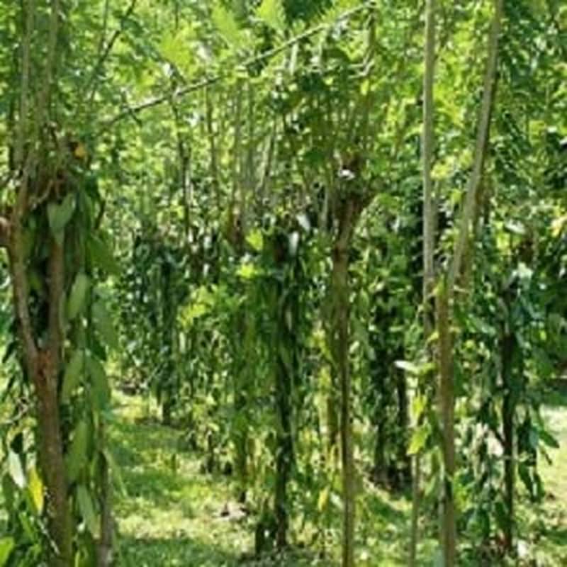 Extract pur de vanilie Madagascar Bourbon, 50 ml Arome Naty Shop