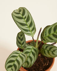 Baby Ctenanthe Burle Marxii - Zimmerpflanzen, Pflanzen Echt, Nachhaltige Verpackung - 2Cm Stecklinge - Höhe 15Cm - Direkt Von Der Gärtnerei