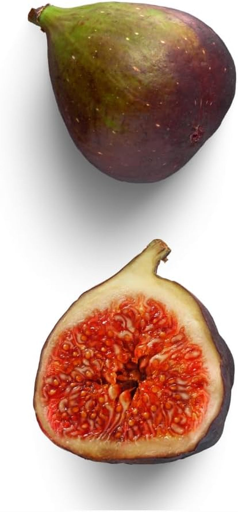 Feigenbaum Verdone – Obstpflanze Alte Sorte Topf Ø 20 Cm Höhe 150-170 Cm – Alter: 2 Jahre - Italienische Baumschule
