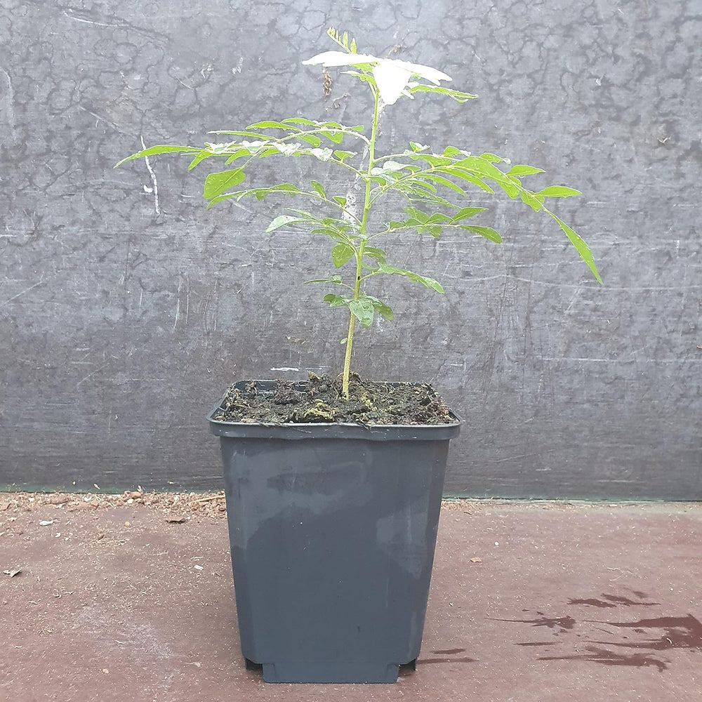 1 Baum au Curryblatt | Murraya Koenigii | Aus Samen gezogen | Selten dans l'UE | Cuisine indienne et sri lankaise | 10-15 cm de haut en 7 cm de haut | Plantes de curry | Bergera Koenigii