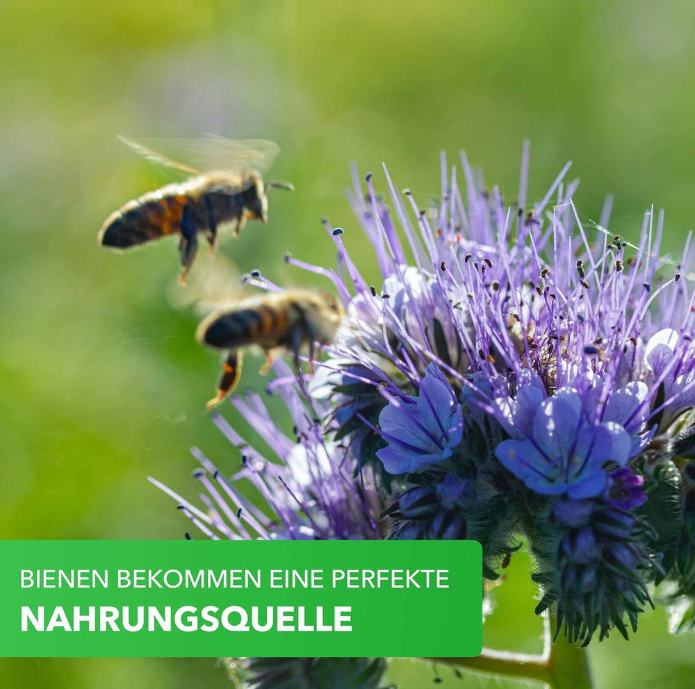 Magic of Nature Balcony Box Mix - 10 g de graines - Plantes respectueuses des abeilles - Facile à utiliser - Bee Paradise - 5 espèces cultivées indigènes - Convient aux bacs à fleurs et aux jardinières
