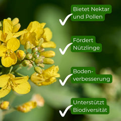 Winterraps 1Kg Gründüngung Bodenkur Bodenlockerung Samenshop24®