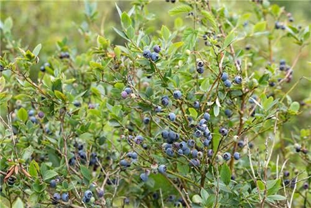 Heidelbeeren Pflanze, Trauben Heidelbeere Blaubeere Vaccinium Corymbosum, Ca. 60Cm Im Topf Gewachsen, Sehr Ertragreiche Sorte, Winterhart