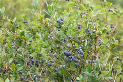 Heidelbeeren Pflanze, Trauben Heidelbeere Blaubeere Vaccinium Corymbosum, Ca. 60Cm Im Topf Gewachsen, Sehr Ertragreiche Sorte, Winterhart