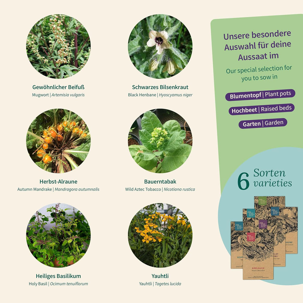 Magic Garden Seeds - Plantes enchantées avec 6 herbes magiques : absinthe, absinthe, mandragore et plus encore - Plantes d'encens à cultiver soi-même et à offrir en cadeau