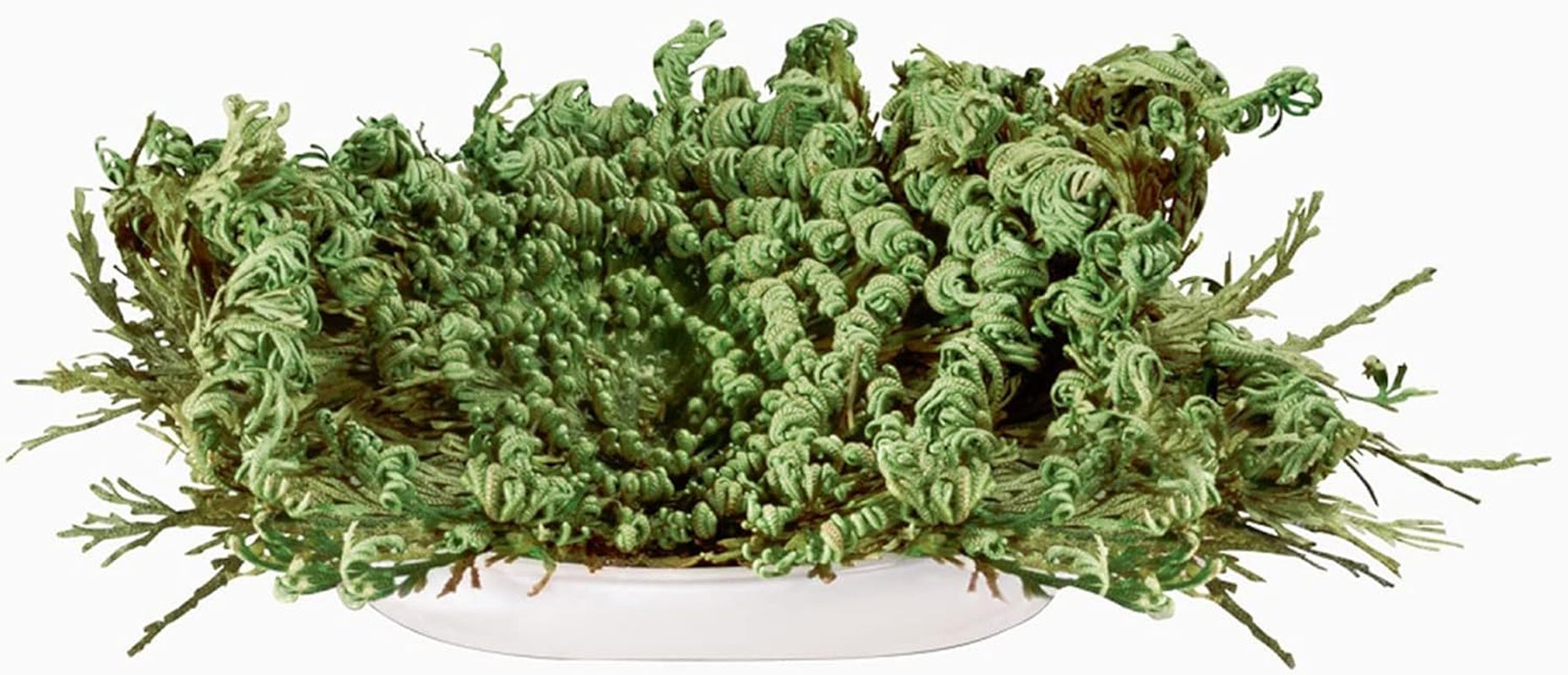 Rosa Von Jericho, 4 Stück