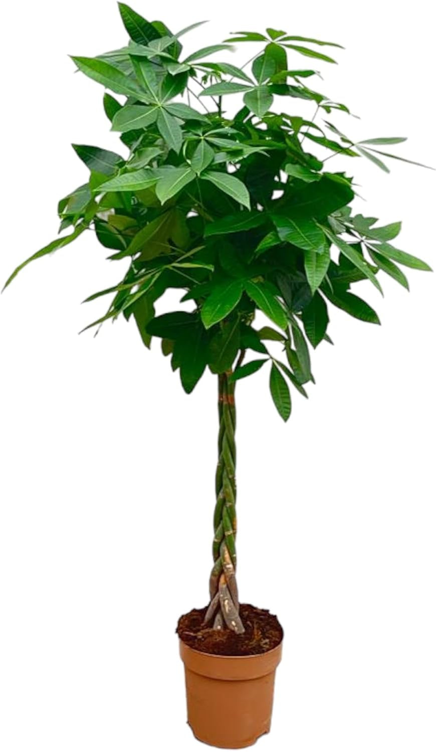 Trendyplants - Pachira Aquatica - Geldbaum - Zimmerpflanze - Höhe 130-150 Cm - Topfgröße Ø24Cm