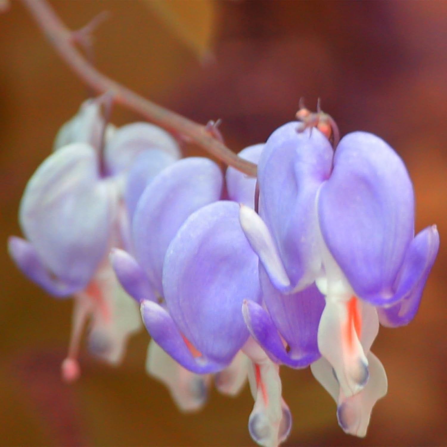 Lebende Pflanzen,Mehrjährige Blumenzwiebel ist winterhart, Winterhart pflanzen, Mysteriöse magische Glühbirne, Blumenzwiebel Mix-4 Oxalis Triangularis Blumenzwiebeln
