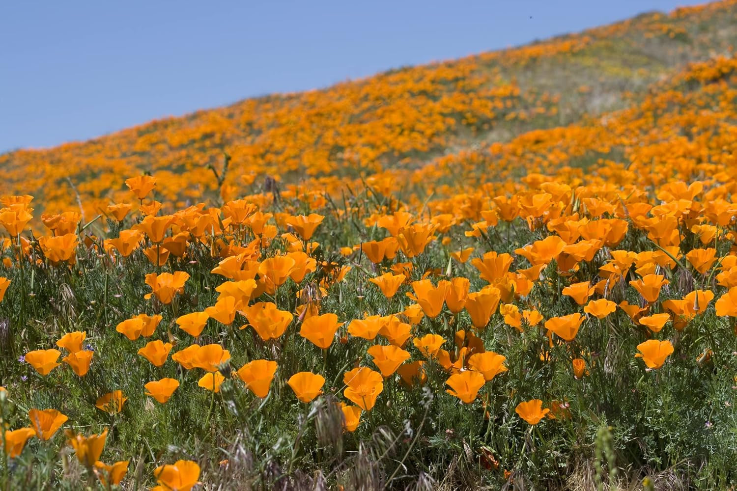 1000 graines de pavot de Californie (Eschscholzia californica), prairie de fleurs sauvages, pâturage d'abeilles.
