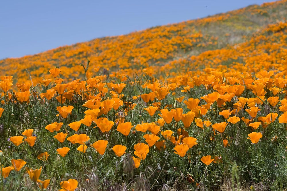 1000 graines de pavot de Californie (Eschscholzia californica), prairie de fleurs sauvages, pâturage d'abeilles.