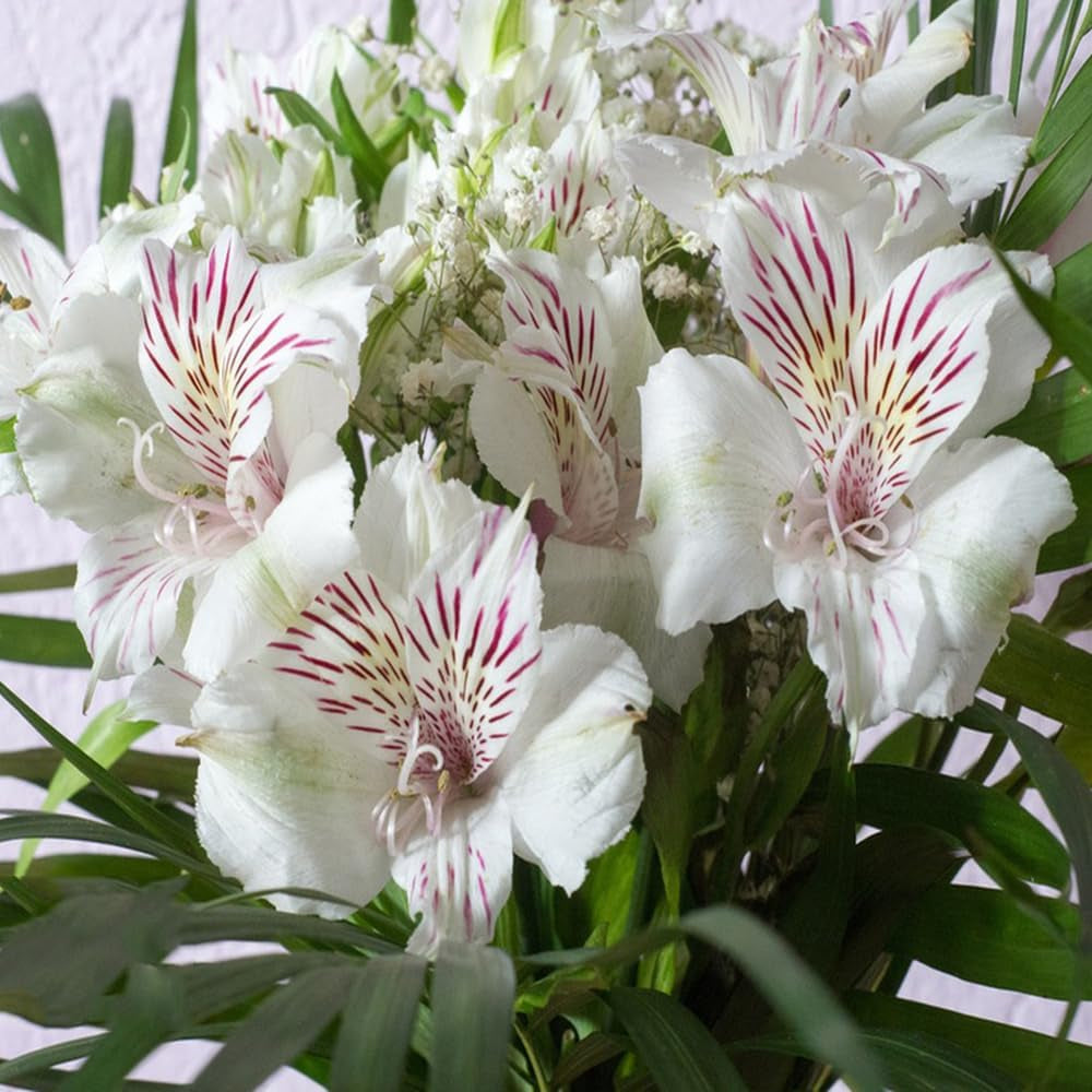 Alstroemeria - Alstroemeria Bonsai Topf Balkon Balkonblumen Exotische Kräutergarten Kletterpflanzen Winterhart Mehrjährig Winterharte 160Samen