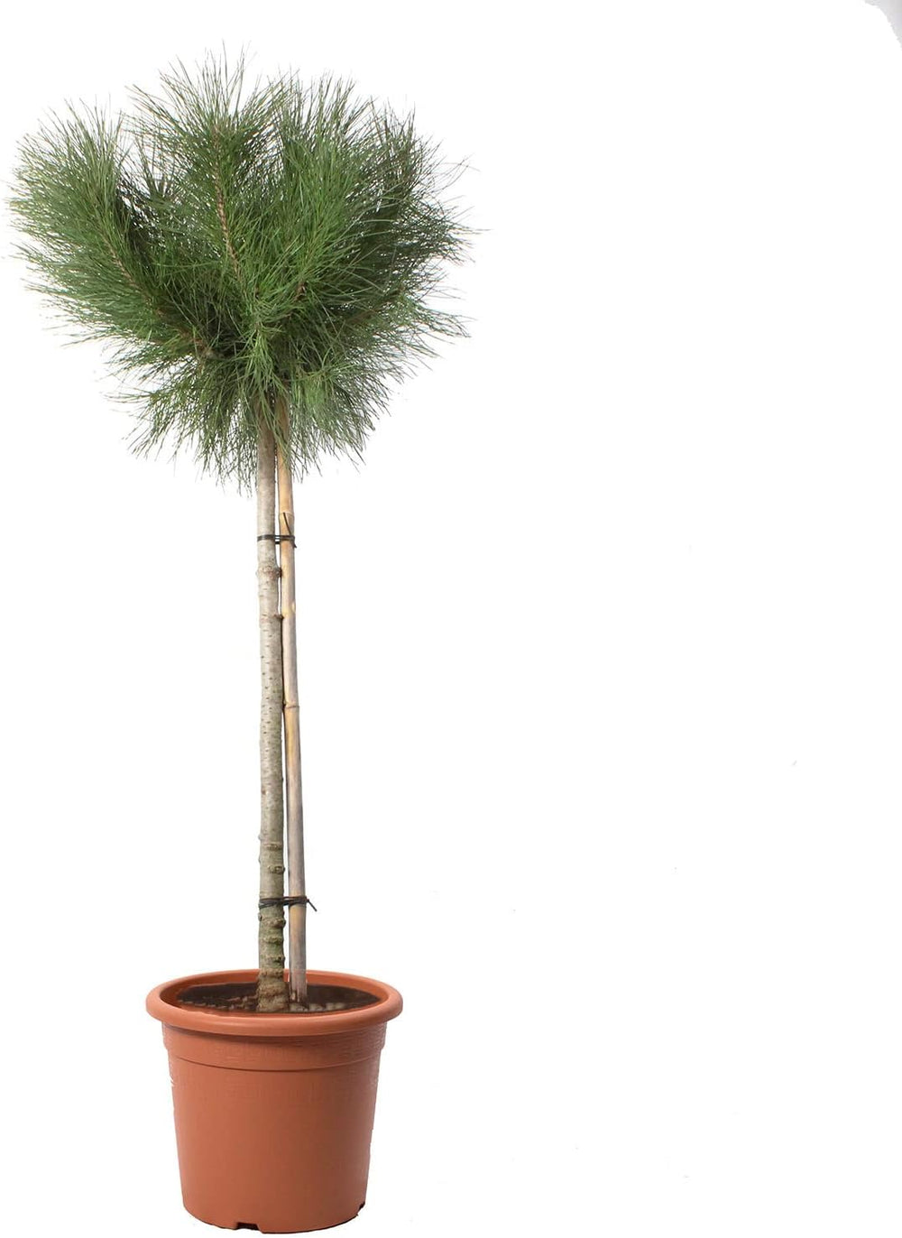 KENTIS - Pinus Pinea - Kiefernpflanze - Kiefer Baum - Winterharte Pflanzen Für Garten - Gartenpflanzen - Hoch 125-150 Cm Topf Ø 30 Cm