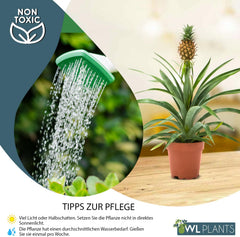 Zimmerpflanzen Set 2Er - 2X Ananas Comosus - Bromelia - Pflanzen Höhe +/- 45Cm Inkl. Topf Ø 12Cm - Aus Professioneller Zucht - Grünpflanzen Zimmerpflanzen - Topfpflanzen Echt
