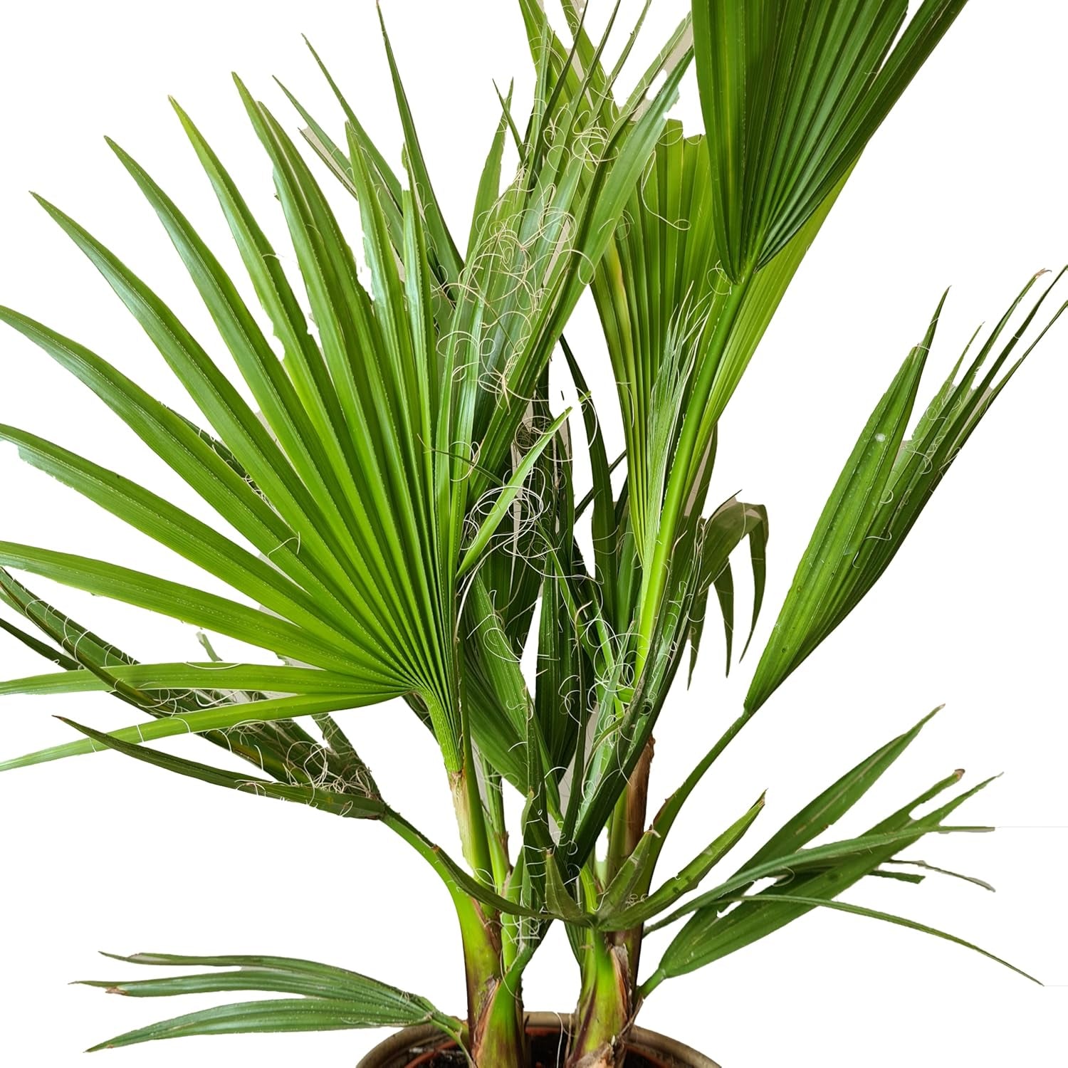 Bloomique - 2Er Set - Washingtonia Robusta - Mexikanische Fächerpalme - Palme - Winterharte Balkonpflanzen - Gartenpflanzen Winterhart - Höhe 80-100 Cm - Topf 21 Cm