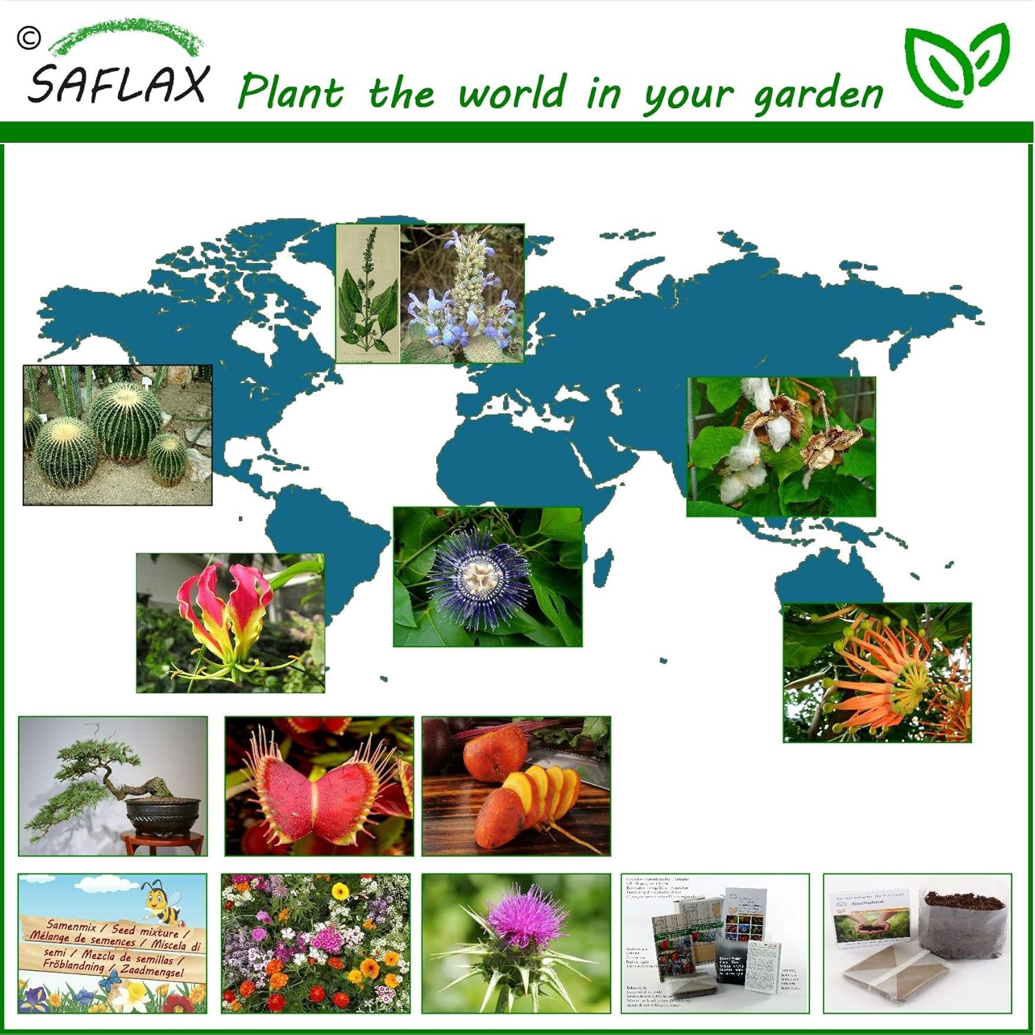 SAFLAX - Bonsai - Felsenkirsche - 30 Samen - Prunus Mahaleb