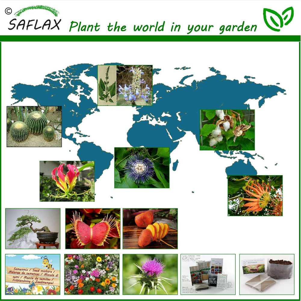 SAFLAX - Bonsai - Goldkiefer - 20 Samen - Pinus Ponderosa