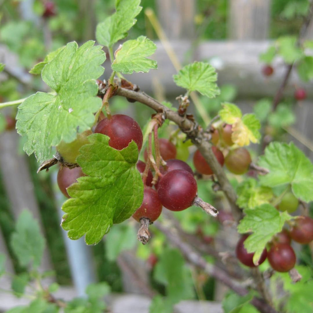 Rote Stachelbeere - Obstpflanze Auf Blumentopf 20 - Baum – 2 Jahre Anbau Italien